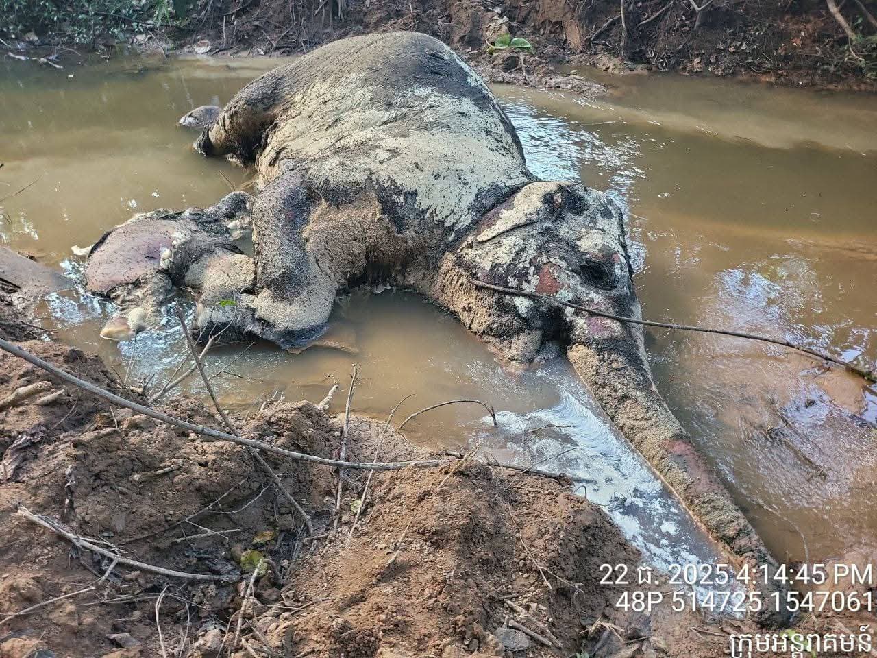 elephant and her calf killed by Thai soldiers