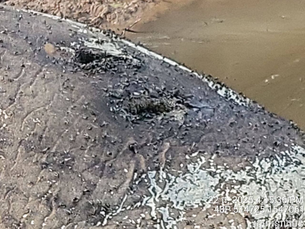 elephant and her calf killed by Thai soldiers